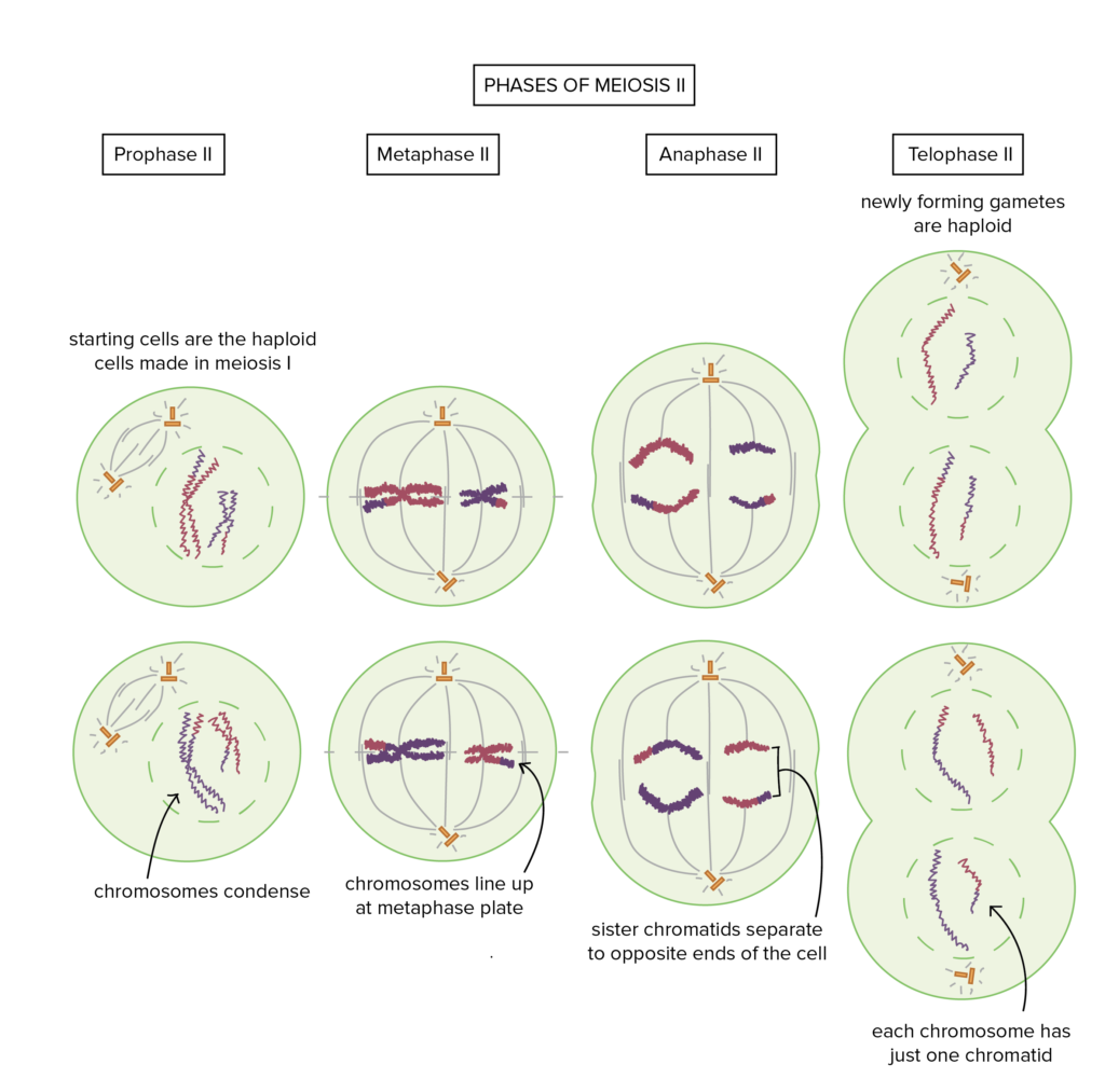 Homotypic or Second Meiotic Division 