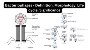 Bacteriophages - Definition, Morphology, Life cycle, Significance