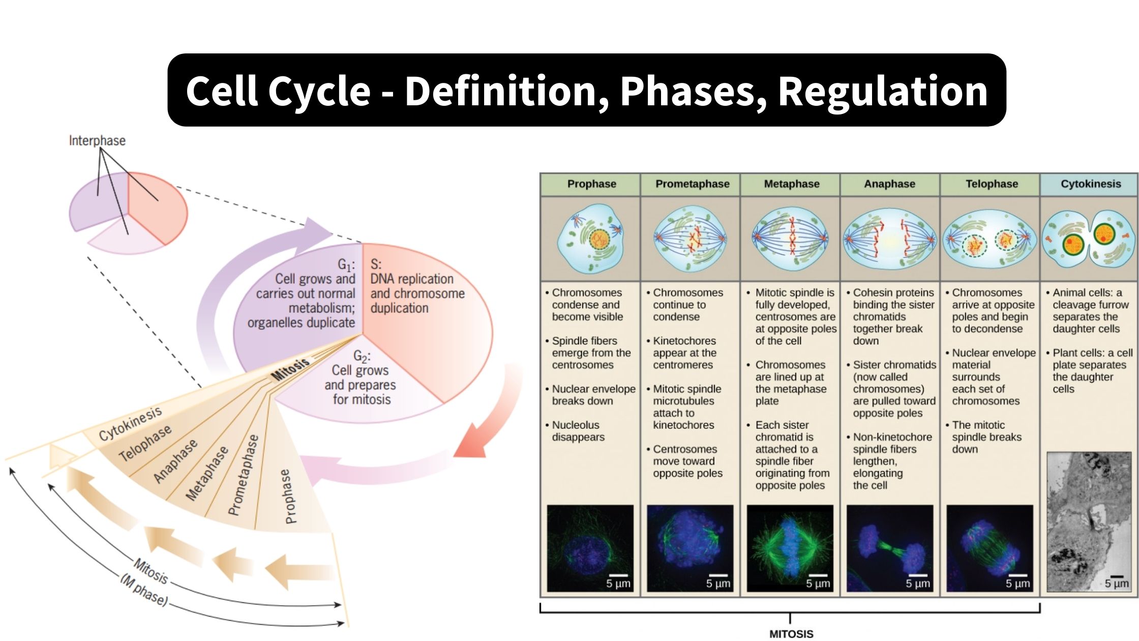 Cell Cycle - Definition, Phases, Regulation