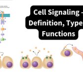 Cell Signaling - Definition, Types, Functions