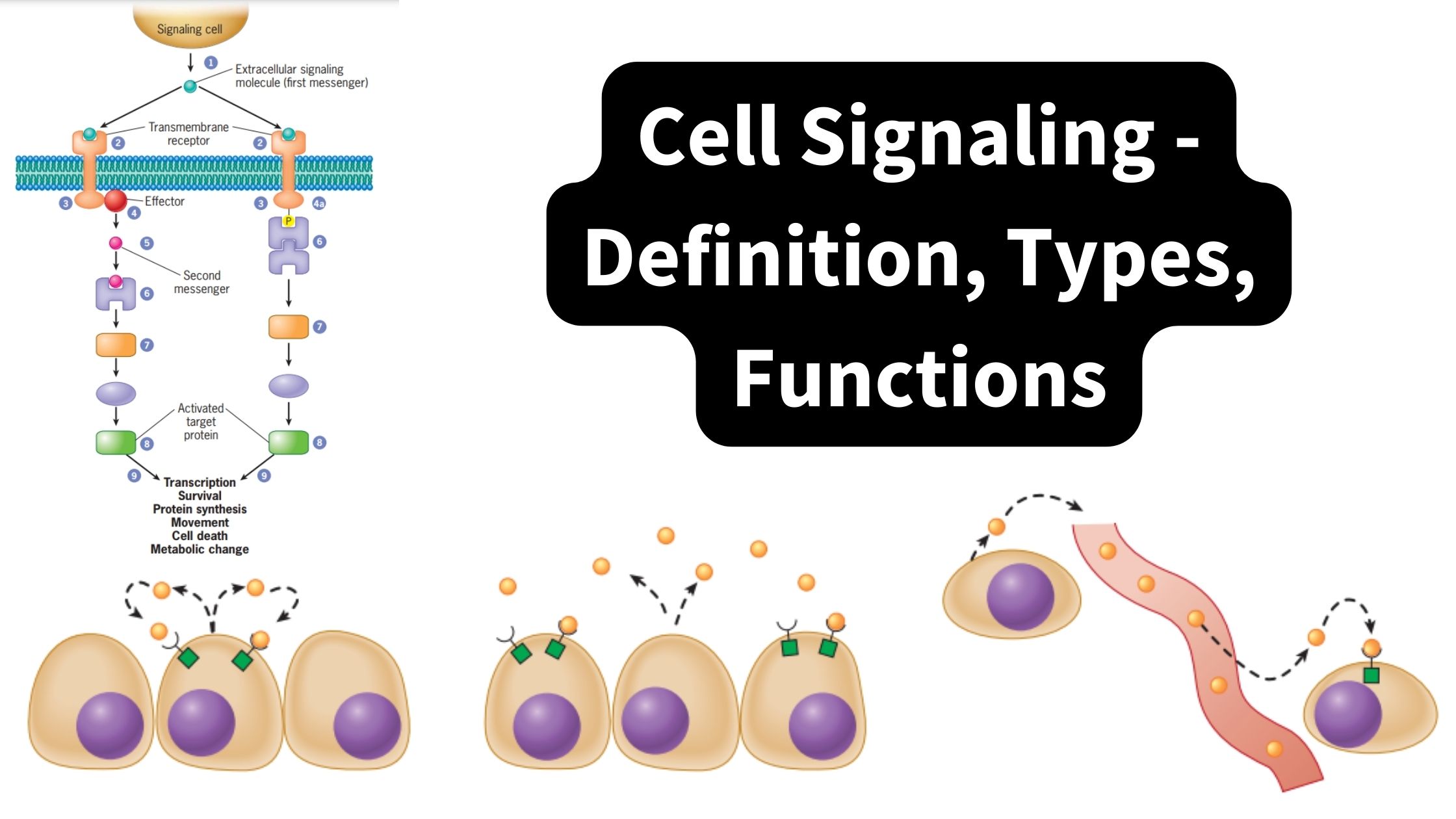 Cell Signaling - Definition, Types, Functions