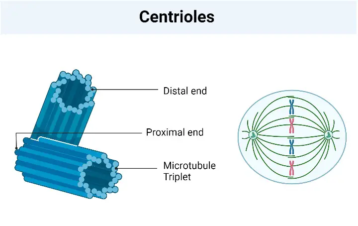 Centrioles and Basal Bodies - Definition, Structure, Functions