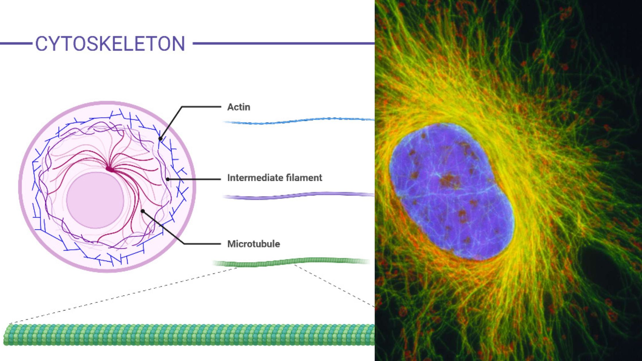 Cytoskeleton - Definition, Structure, Functions 