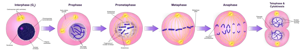 Diagram of the mitotic phases
