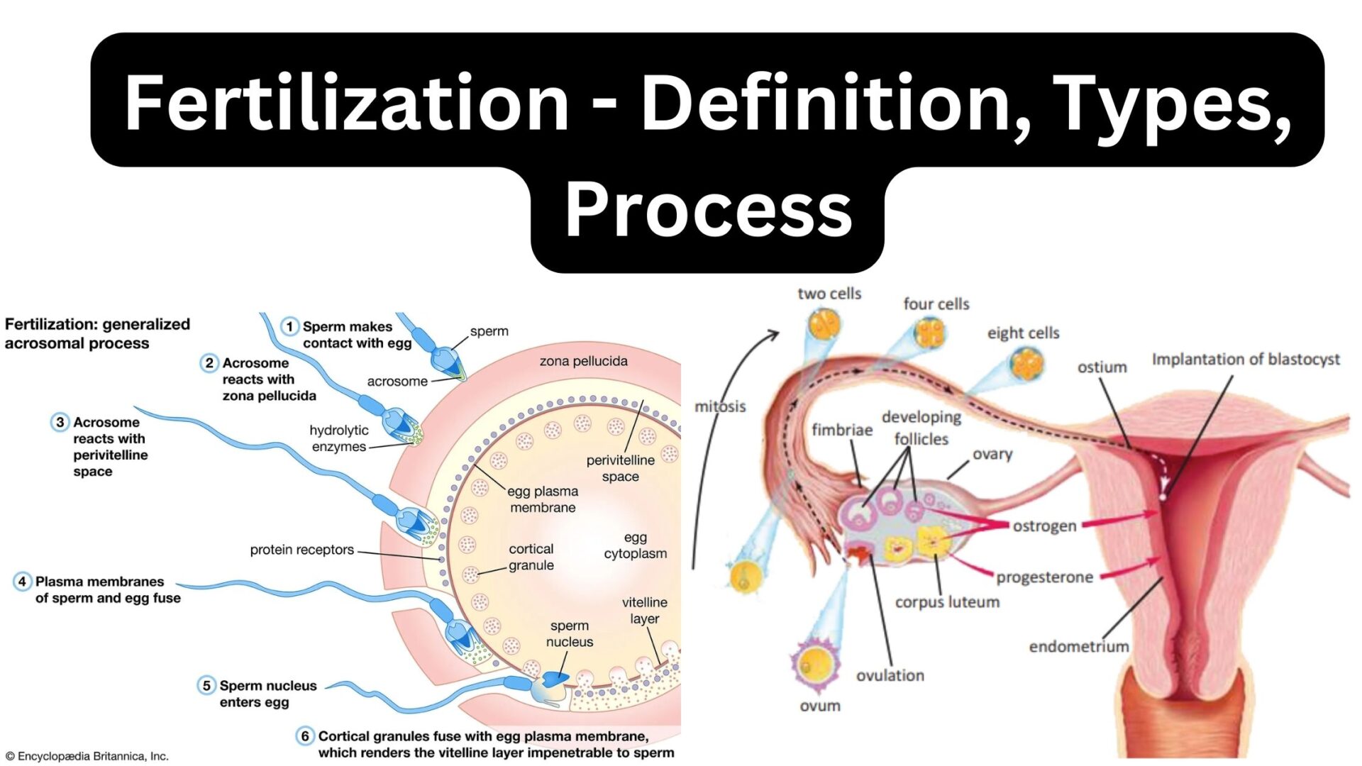 Fertilization – Definition, Types, Process