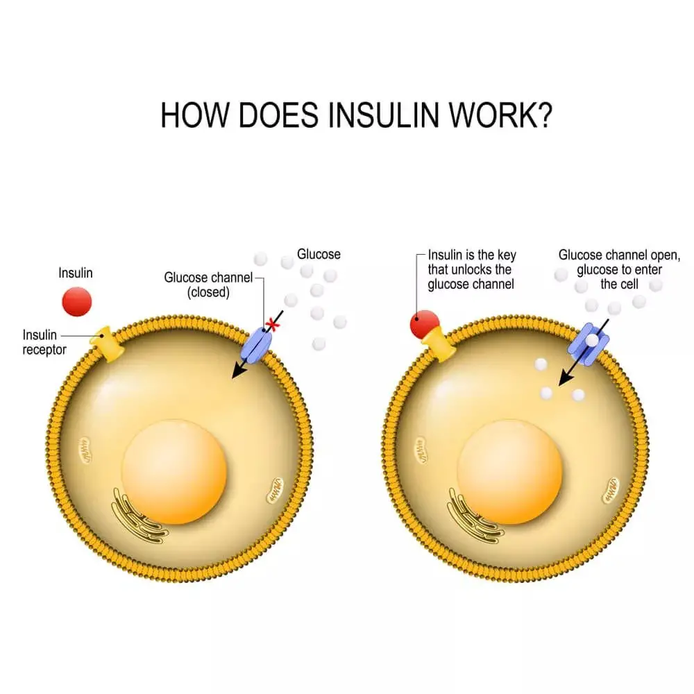 How Does Insulin Signal a Cell to Take in Glucose?
