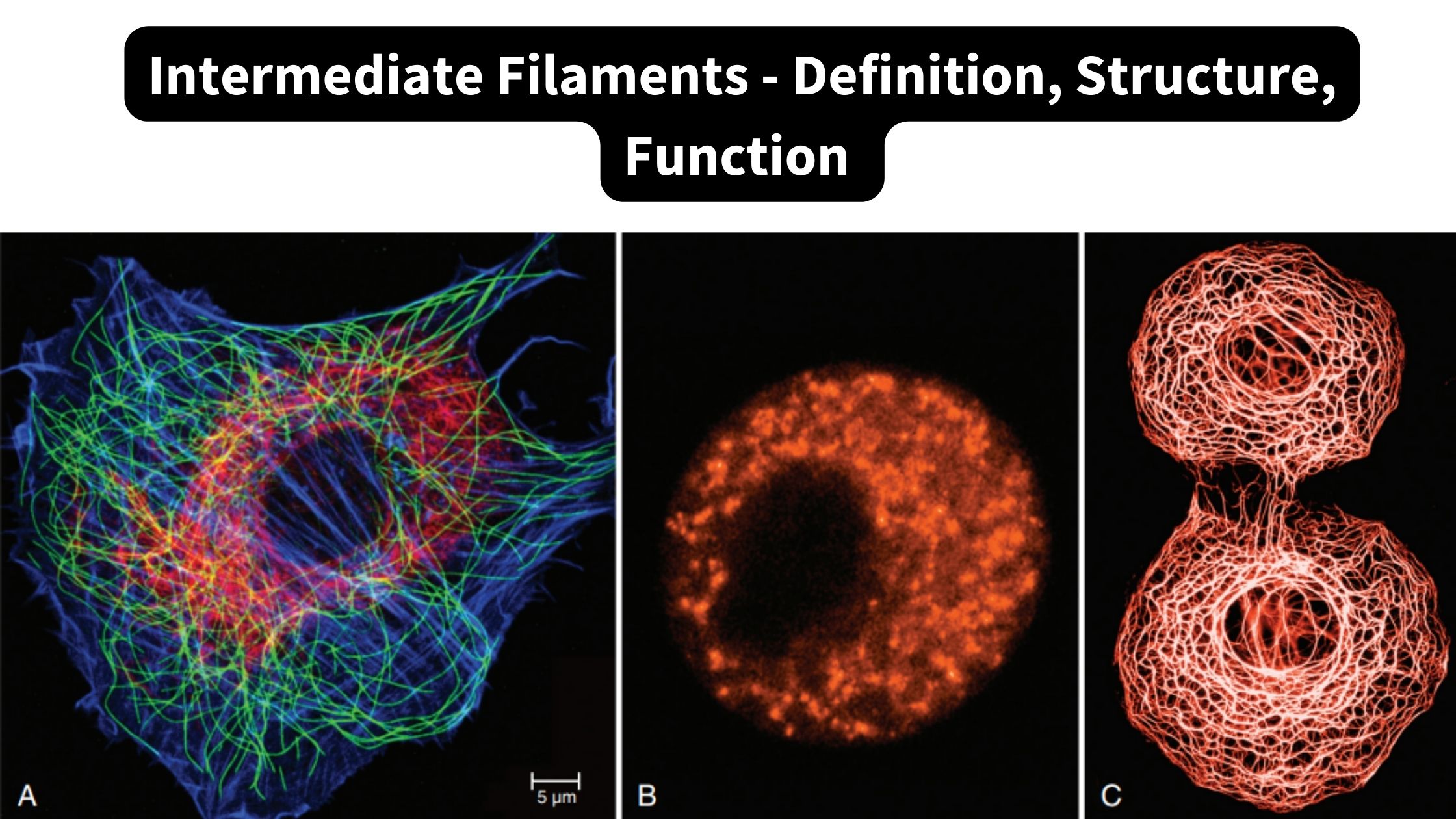 Intermediate Filaments - Definition, Structure, Function 
