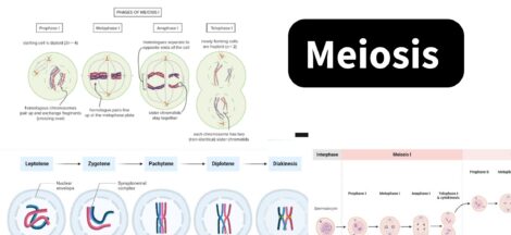 Meiosis - Definition, Types, Steps