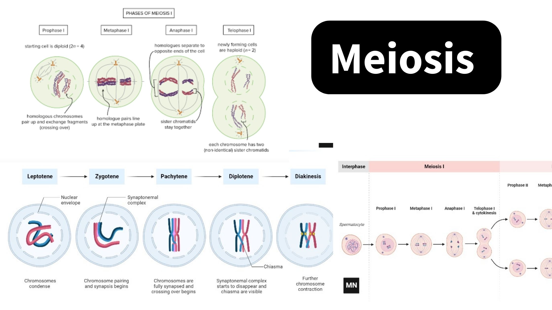 Мейотическое деление клеток зона. Meiosis. Meiosis в стилистике. Meiosis and its phases. Мейозис лингвистика.