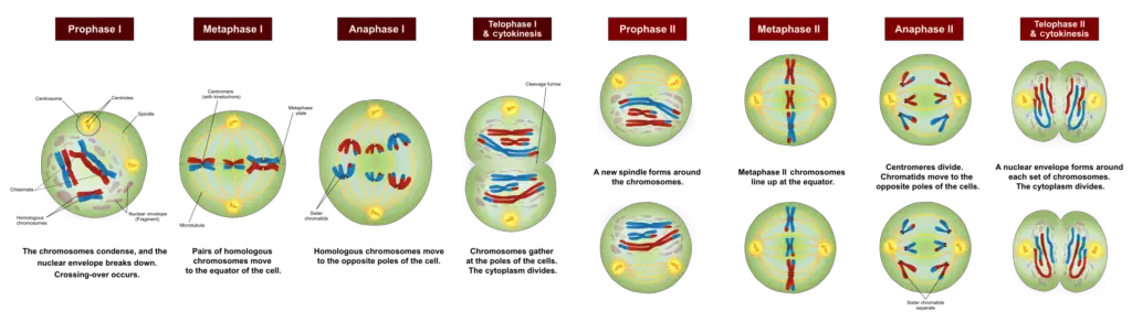 Diagram of the meiotic phases