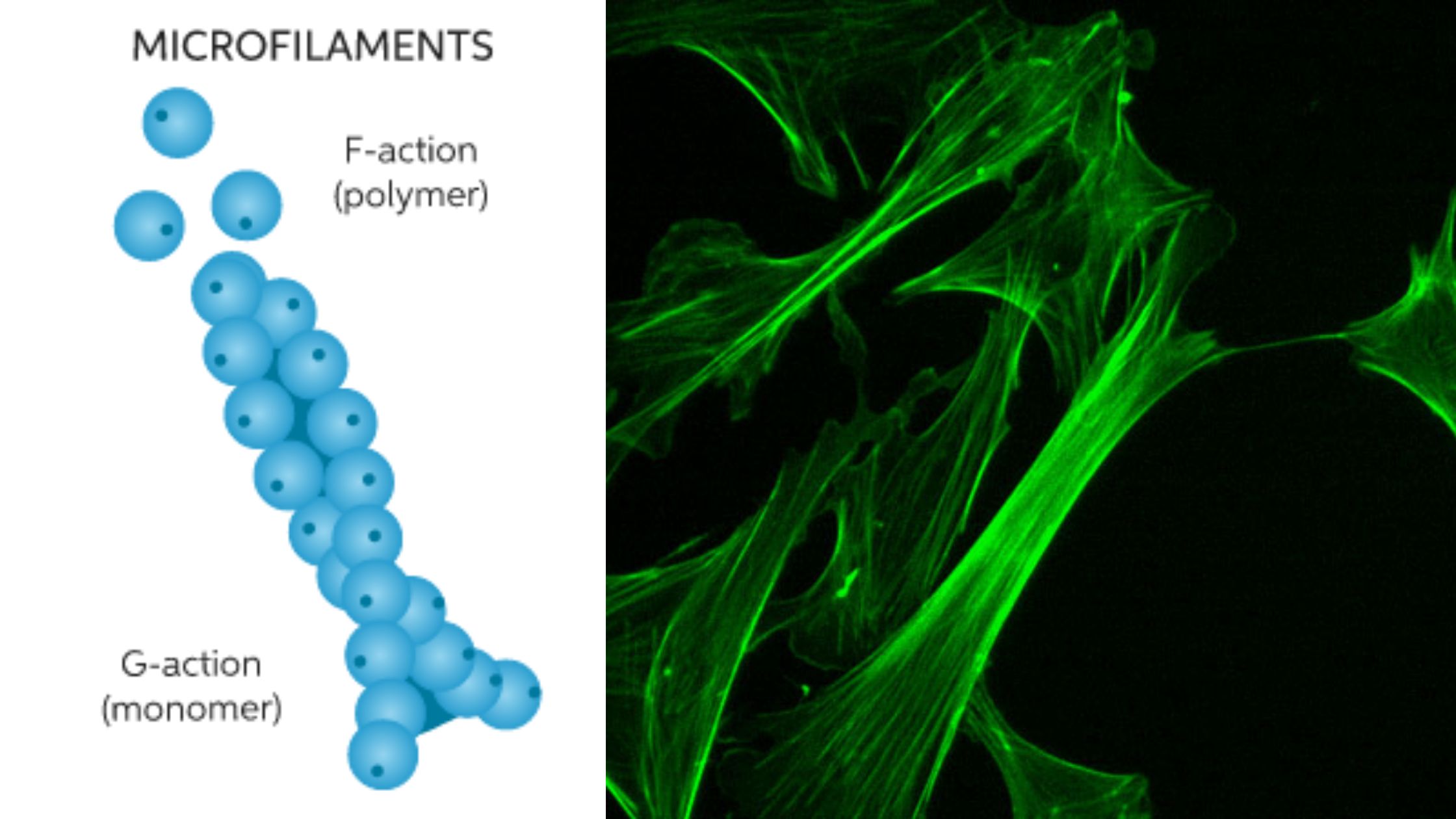 Microfilaments - Definition, Structure, Function