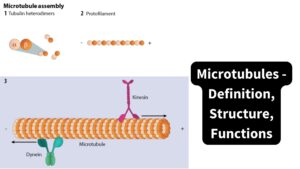 Microtubules - Definition, Structure, Functions
