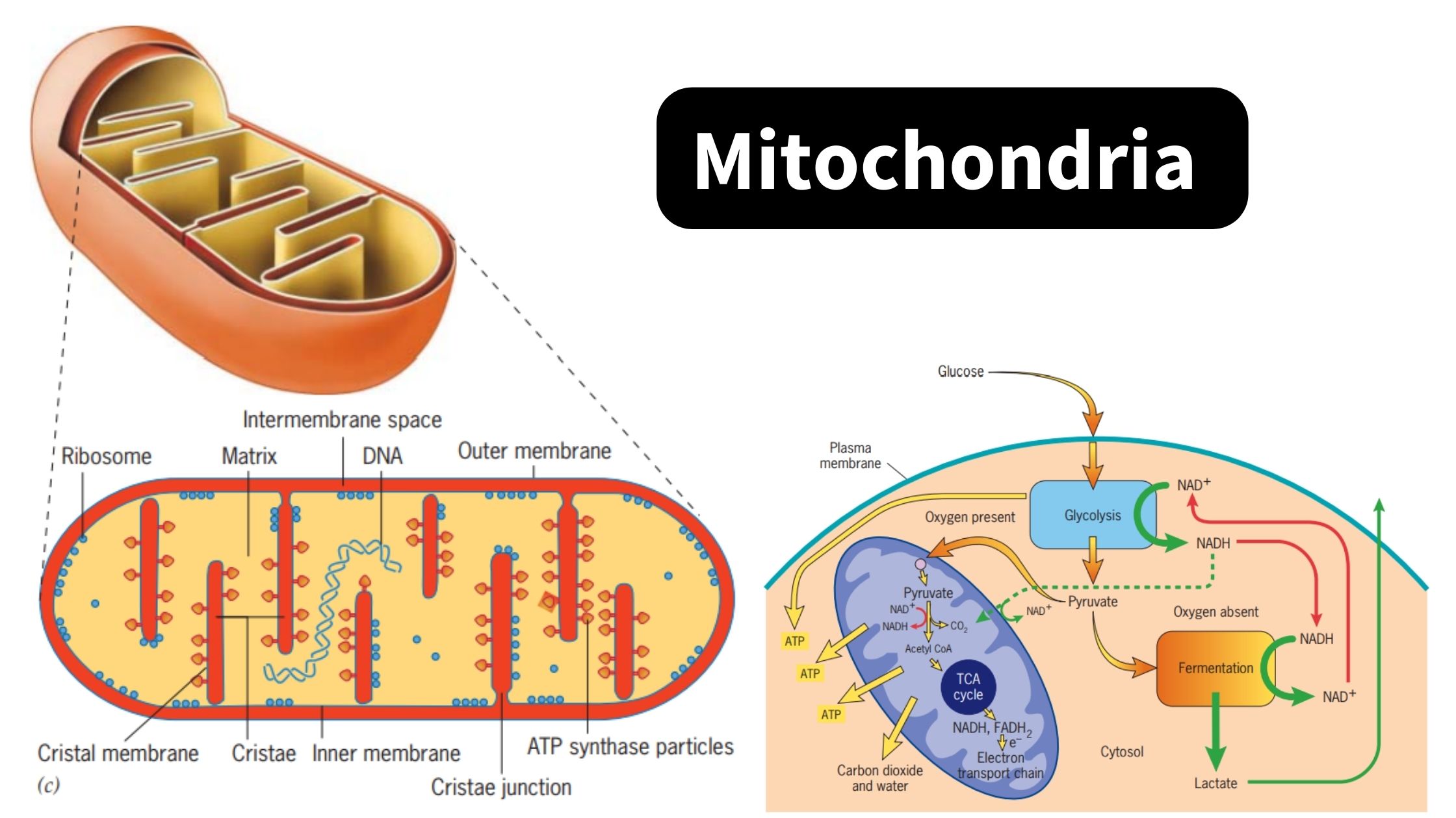 Mitochondria - Definition, Structure, Functions, Origin