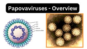 Papovaviruses - Overview