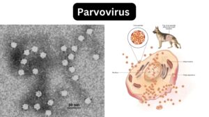 Parvovirus - Definition, Classification, Morphology, Diagnosis
