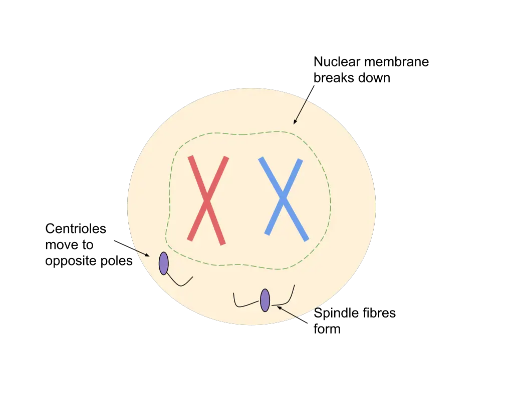 Prophase during mitosis