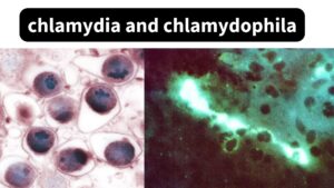 Chlamydia and Chlamydophila