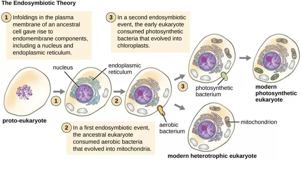 Endosymbiotic hypothesis