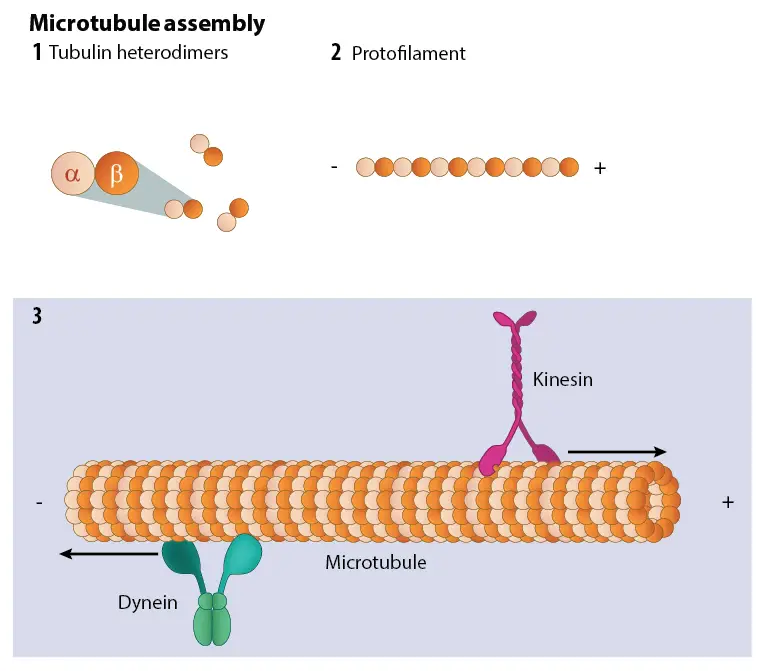 Assembly and Disassembly of Microtubules 