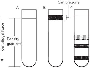 Rate-zonal centrifugation