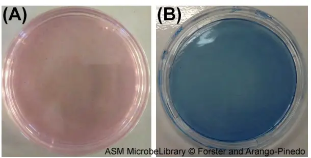 Bacteriological Examination of Waters by Using Membrane Filtration Method