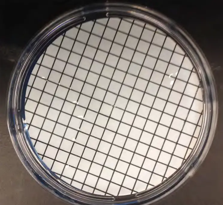 Placement of membrane onto agar following vacuum filtration. After filtering the water sample using the filtration column, the filter is aseptically transferred onto the plate, grid side up.