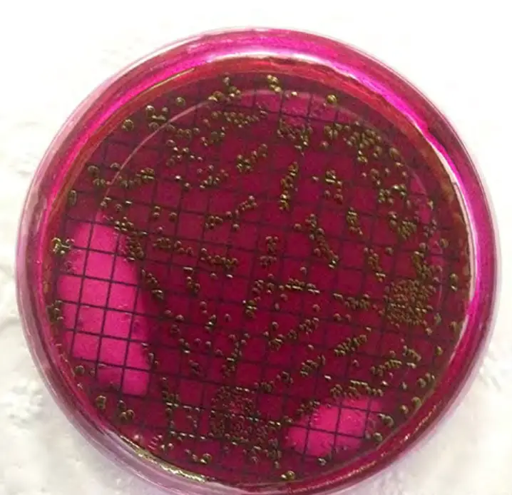 Detection of total coliforms following 24 hour incubation at 35°C. Metallic green colonies indicate the presence of E. coli in a water sample.