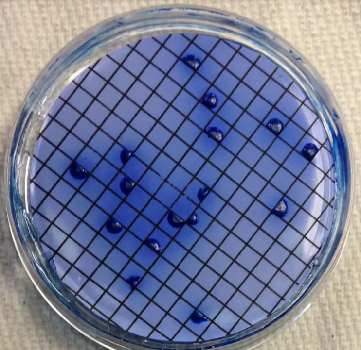 Detection of fecal coliforms following 24 hour incubation at 44.5°C. Blue colonies are indicative of fecal coliform bacteria.