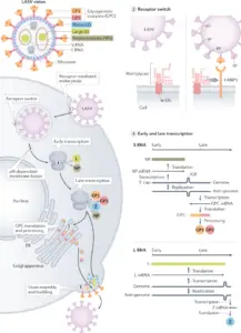 Replications and Cell Entry of Lassa Virus