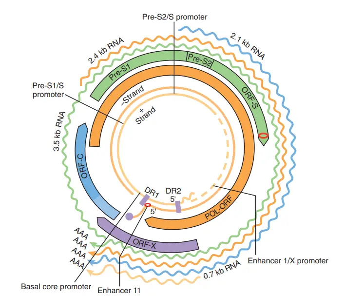 Genome Organization of HBV