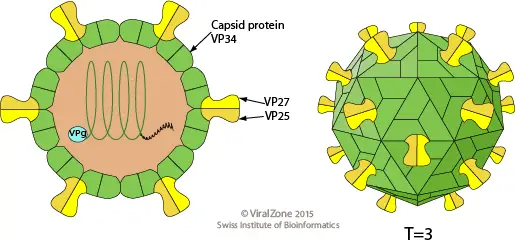 Structure of Human Astrovirus