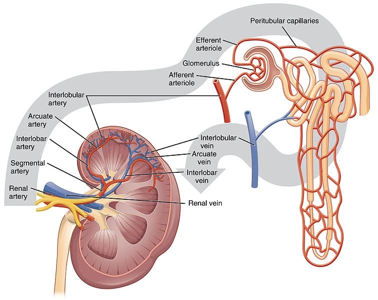 Blood flow in the kidneys – schematic diagram