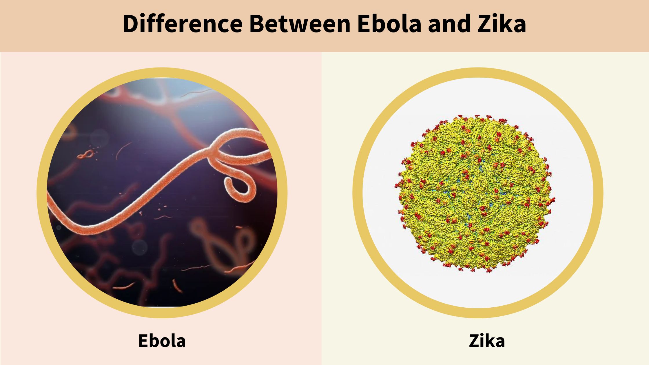 What is the Difference Between Ebola and Zika