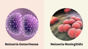 What is the Difference Between Neisseria Gonorrhoeae and Neisseria Meningitidis