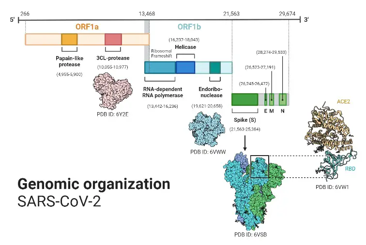 Genomic Organization of SARS-CoV-2