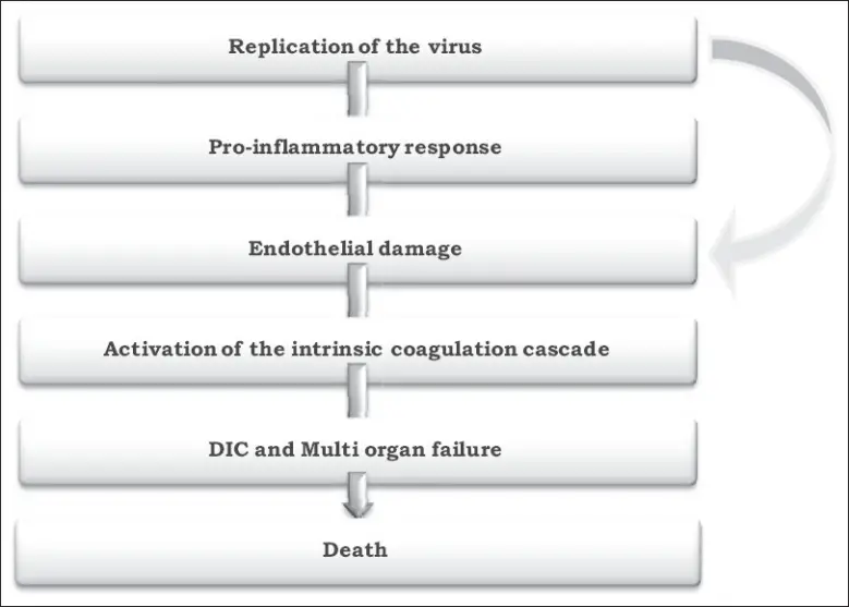 Pathogenesis of CCHF viral infection

