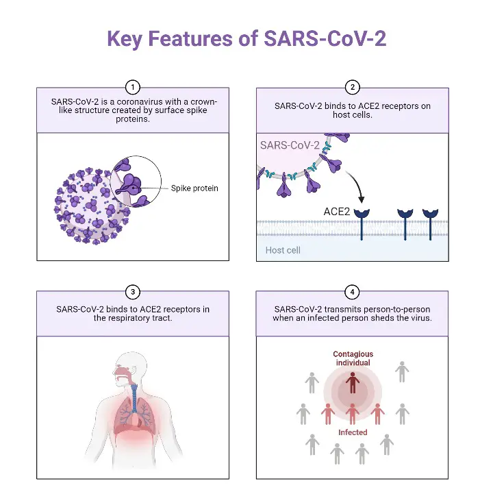 Key Features of SARS-CoV-2