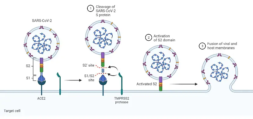 Mechanism of SARS-CoV-2 Viral Entry