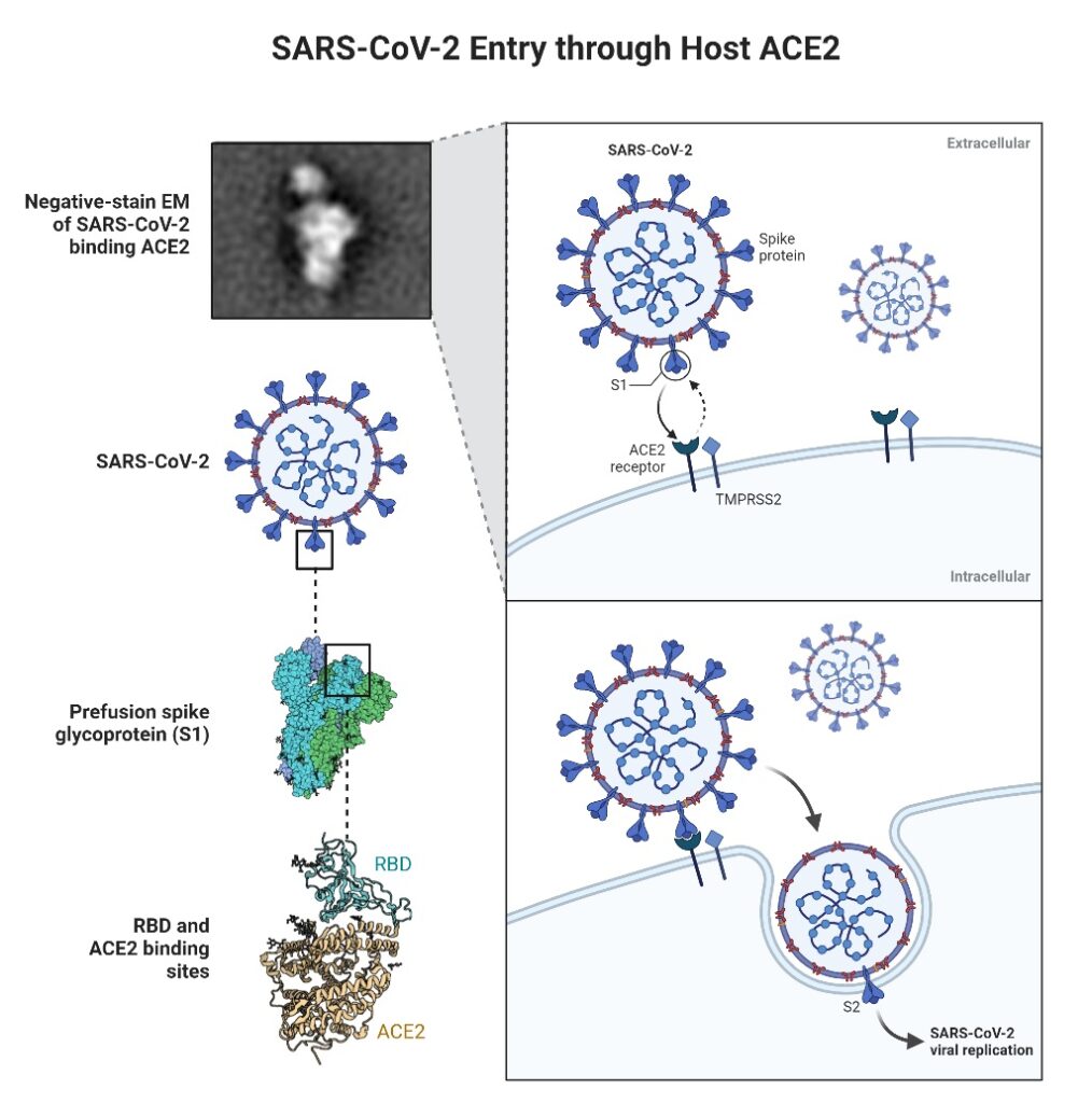 SARS-CoV-2 Targeting of ACE2 Receptor and Entry in Infected Cell