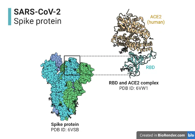 SARS-CoV-2_ Spike Protein Structure