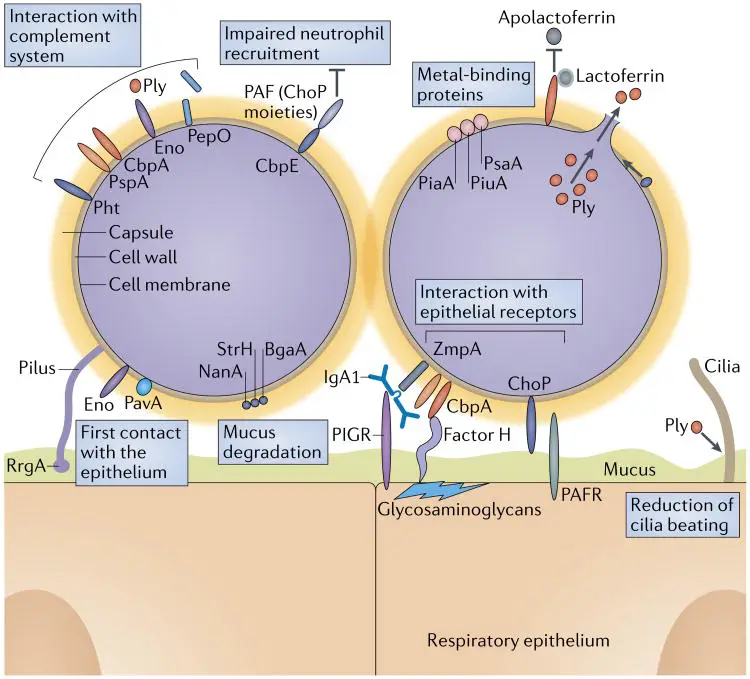 Molecular mechanisms of pneumococcal colonization of host surfaces