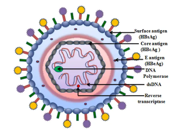 Structure of Hepatitis B