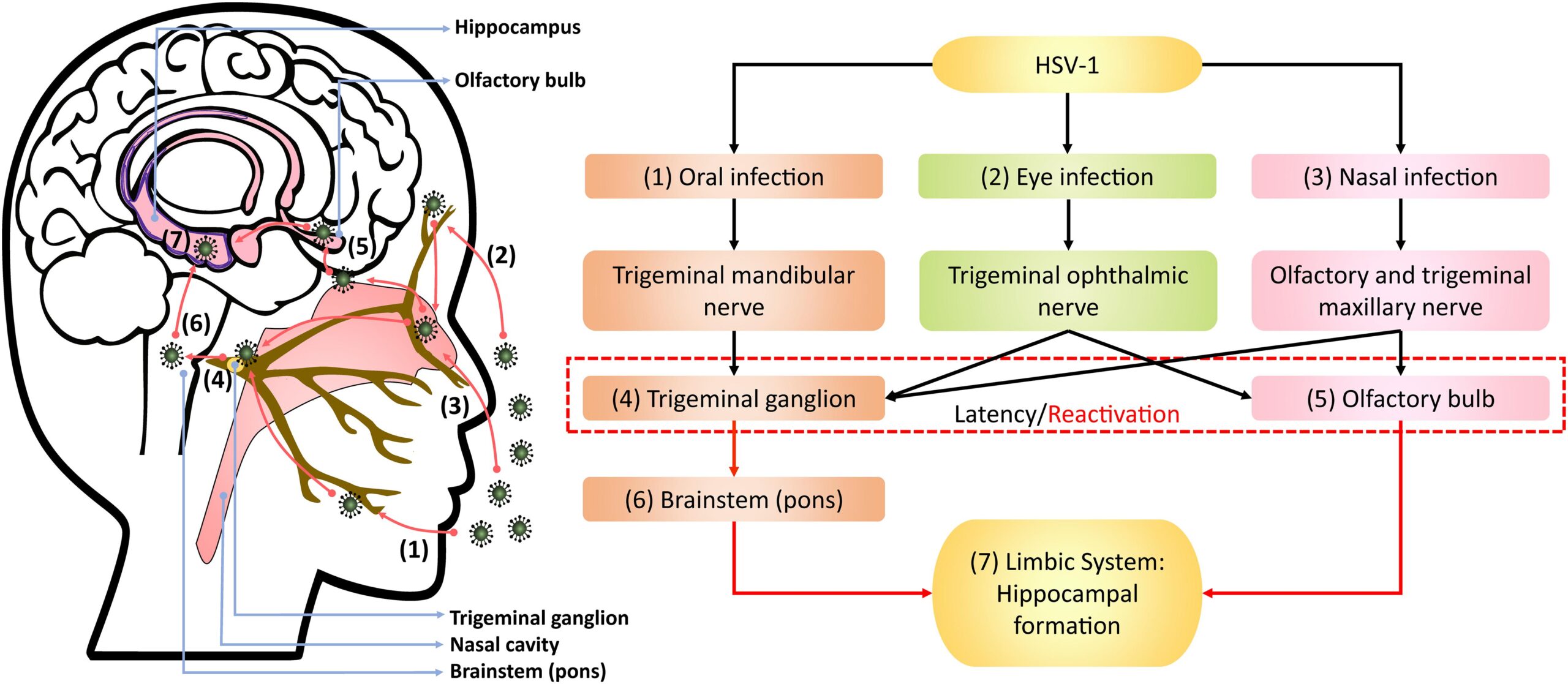 Clinical manifestations of Herpes simplex virus 1 (HSV-1)