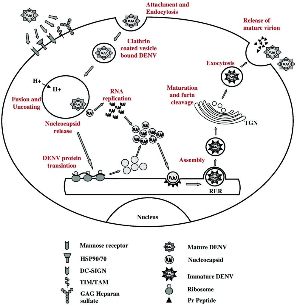 Intracellular replication of Dengue