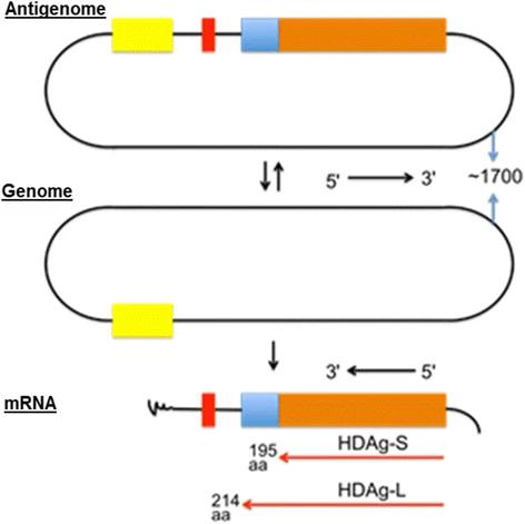 HDV RNA