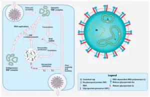 Replication of Crimean-Congo Hemorrhagic Fever Virus
