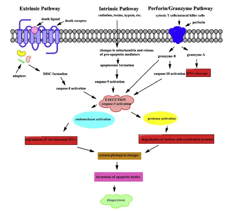 Perforin/granzyme pathway
