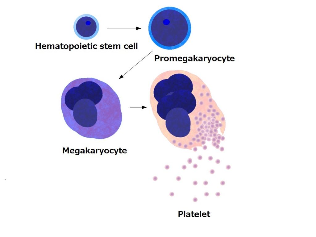 Production of Platelets