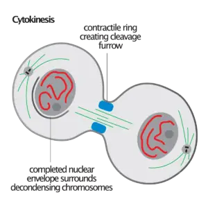 How is plant cell cytokinesis different from animal cell cytokinesis?
