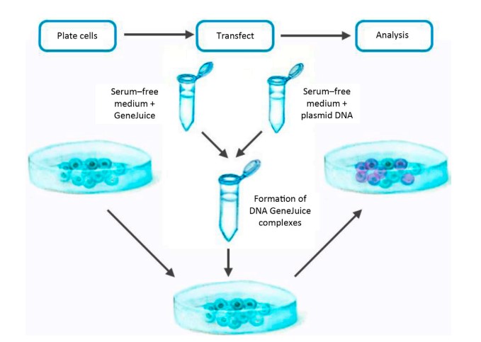 Schematic that outlines a typical workflow for a routine transfection.